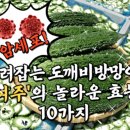 🥒여주의 효능🥒 이미지