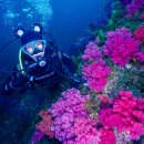 제주연안 연산호 군락지 | 제주도 스쿠버다이빙 체험 후기, 스쿠버스토리 문섬 다이빙 중 다금바리 실물 영접