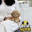 책임비 5만원~ 아기 강아지분양 해요 [폼스키 말티숑 말티폼 치와숑 멀말티푸 파티말티푸 미니비숑 포메라니안 실버토이푸들 말티푸 치와와] 이미지