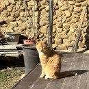 곡성 돌담집 이미지