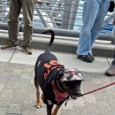 Dog Days | 데이즈, 애견동반 야구 관람 강아지랑 오라클 파크 바람의 손자 이정후 SF Giants dog days at Oracle Park