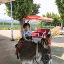 경산공룡박물관 이미지