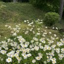 안연목장 이미지