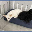 베베호텔 유치원 & 애견스파 이미지