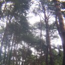 경포대가는길 이미지