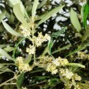 올리브나무 이미지