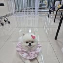 펫밀리샵 | 나는 추천하고 싶은 신림애견미용 펫밀리가든의 따뜻한 경험