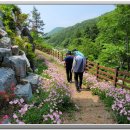 팔영산 편백 치유의 숲 산책 이미지