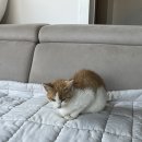 지에스25태안평천행복점 | 경주여행 1일차) 다섯번째계절풀빌라 내돈내산 카라반 숙박 후기부터 근처 식당소개까지