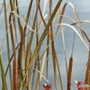 자당공원(송현) 이미지