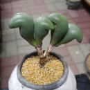 권투 글로브를 닮은 Conophytum fructescens OLD BIG. 코노피튬 일란성 쌍둥이의 권투시합을 중계해드립니다. 많은 관람 바랍니다. 이미지