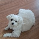 보타닉동물병원 이미지