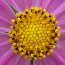 COSMOS/별,꽃 이미지