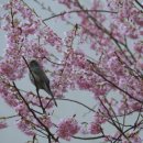 봄이 왔나 봄 이미지