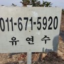 유연수농장 Daum카페