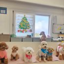 호야별 애견유치원 이미지