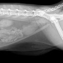 24시 글로리 동물병원 이미지