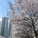 불당천 | 천안 벚꽃 명소 TOP3 비교 (각원사, 원성천, 불당천)