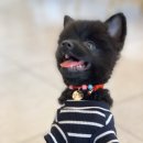 우다다 펫택시 이미지