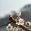 멍이곳간 Daum카페