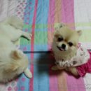 곰순이PC 이미지