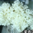 기능성머쉬 이미지