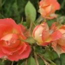 부여육종 이미지