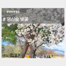 문경공업고등학교 | 문경 벚꽃 가볼만한 곳. 영신숲, 영강체육공원 봄나들이