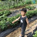 지한농장 Daum카페