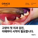 그레이스 고양이 심장&치과병원 | 고양이 첫 치과 검진, 이때부터 시작이 필요합니다.