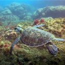 거북공원-1 이미지