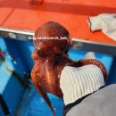 대물낚시 | 양양 문어낚시 낙산항 동해호 대물 조황 보고 다녀온 후기