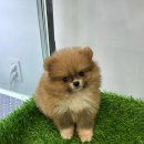 내품에 강아지 이미지