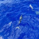 (재)아름다운가게 | 괌 코랄 돌핀크루즈 후기 돌고래와 눈을 마주친 행복한 순간