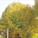 안일농장 이미지