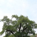 함안 영동리 회화나무 | 함안 영동리 회화나무 - 500년 긴세월 한결같이 마을을 지켜온 신목이자 당산목인 거대한 회화나무...