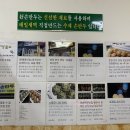 호손만두