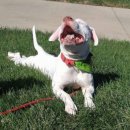 웃는강아지 이미지