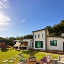 비행기나무 이미지