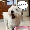 더쿠