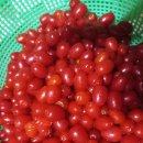 보리수 열매 효능 먹는 법 당귀꽃 이미지