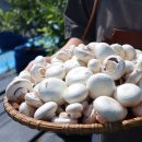 푸릇푸릇 이미지