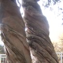 신비의 나무 쌍향수가 깃들여진 산중암자 ~ 순천 조계산 천자암 이미지