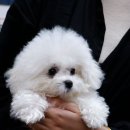 호펫 강아지 고양이 성신여대본점 이미지