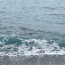 주전백숙 이미지