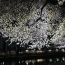 도계리 게이트볼장화장실 | 산책 경기도 벚꽃 명소 야간 안양천 다녀온 솔직 후기_푸드트럭 야장/개화 상태/공중화장실/무료...