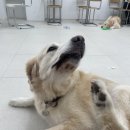 뭉스 | 골든리트리버 카페 뭉스벨리 후기 내돈내산