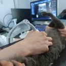 동대문 루시드 동물메디컬센터 이미지