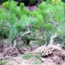 흑송농장(2) 이미지