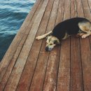 탑 동물병원 이미지